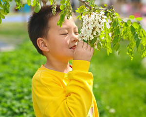 舌尖上的槐花香